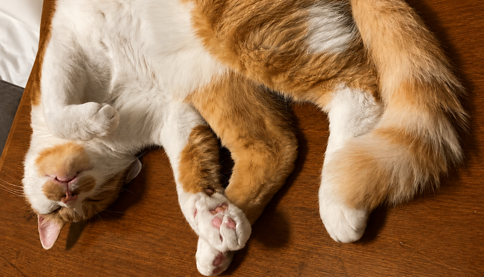 ねこに救われる日々